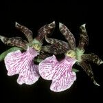 Zygopetalum maculatum Квітка