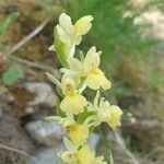 Dactylorhiza insularis Flower