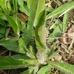 Pilosella aurantiaca Blad