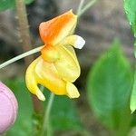 Impatiens auricoma Blomst
