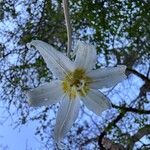 Erythronium oregonum Blüte
