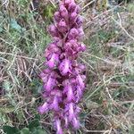 Himantoglossum robertianum Fula