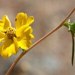 Calycadenia truncata Virág