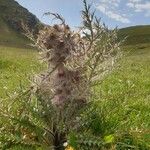 Cirsium spinosissimum Blomst
