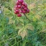 Actaea rubra Gyümölcs