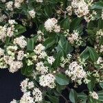 Calycophyllum multiflorum Flor