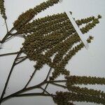 Tachigali amplifolia
