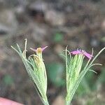 Dianthus armeria Lorea