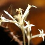 Voyria corymbosa Flor