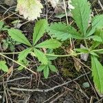 Potentilla simplex Feuille