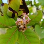 Byrsonima coccolobifolia Flor