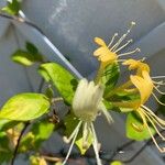 Lonicera japonica Fleur