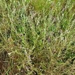 Gutenbergia cordifolia Vivejo