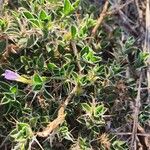 Barleria delamerei Folha