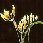 Triteleia crocea Flower