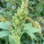 Amaranthus hybridus 花