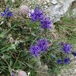 Phyteuma globulariifolium 花