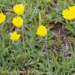 Hieracium glanduliferum Habit