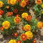 Tagetes erecta その他の提案