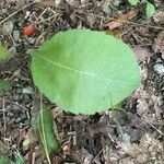 Andersonglossum virginianum Folha