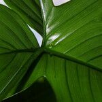 Philodendron pedatum Лист