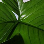 Philodendron pedatum 叶