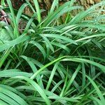 Agapanthus spp. Habit