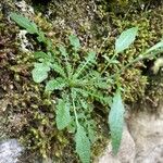 Arabidopsis arenosa Blad