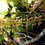 Kermadecia rotundifolia Blodyn