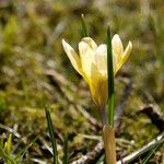 Crocus chrysanthus Outro