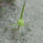 Geranium columbinum Meyve