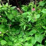 Lophospermum erubescens 葉