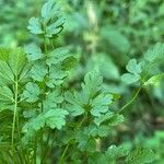 Cardamine impatiensLeht