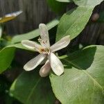 Citrus limon फूल