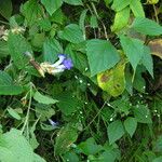 Strobilanthes lamiifolia