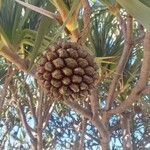 Pandanus utilisFruit