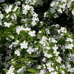 Brunfelsia pauciflora പുഷ്പം