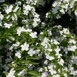 Brunfelsia pauciflora Çiçek