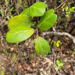 Mystroxylon aethiopicum Leaf