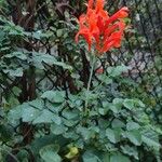 Tecomaria capensis Blüte