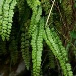 Asplenium viride Лист