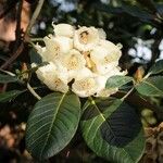 Rhododendron macabeanum Çiçek