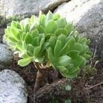 Aeonium stuessyi Alkat (teljes növény)