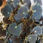 Begonia hydrocotylifolia Ліст