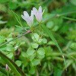 Lysimachia tenella Blatt