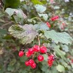 Viburnum trilobumFruitua