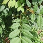 Fraxinus excelsiorFulla