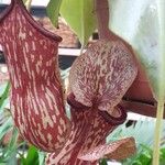 Nepenthes mirabilis Outro