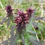 Pedicularis recutita Цветок