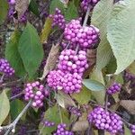 Callicarpa americana Fruto